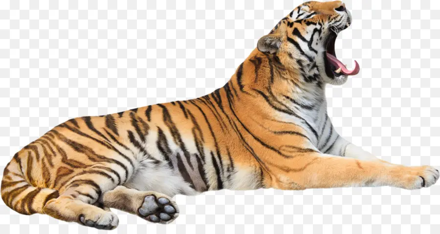 Liegender Tiger