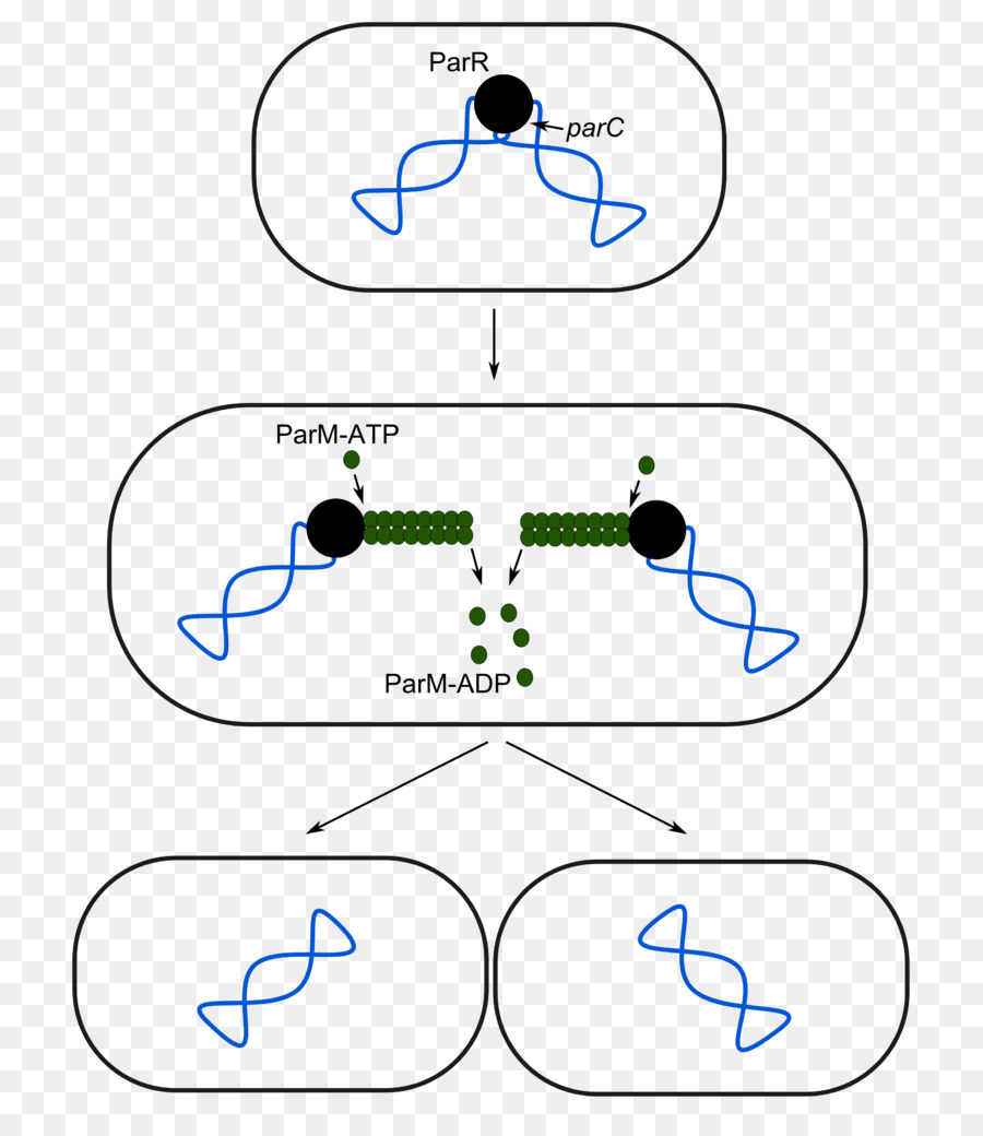 Diagramma del processo di replicazione del DNA