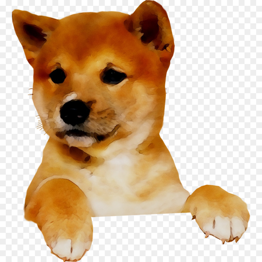 Shiba Inu Dog ngồi