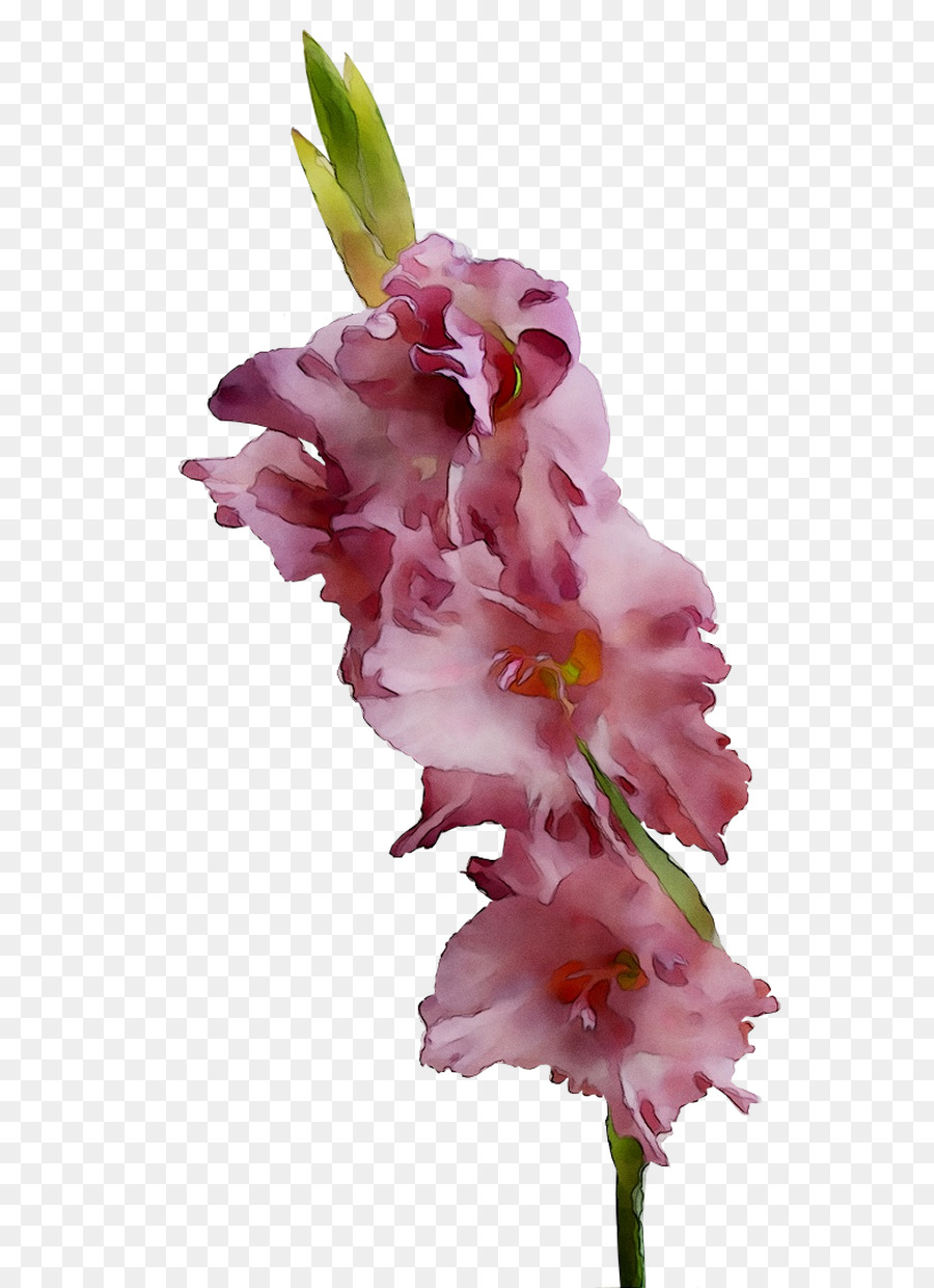 Exotische rote Orchideenblüten