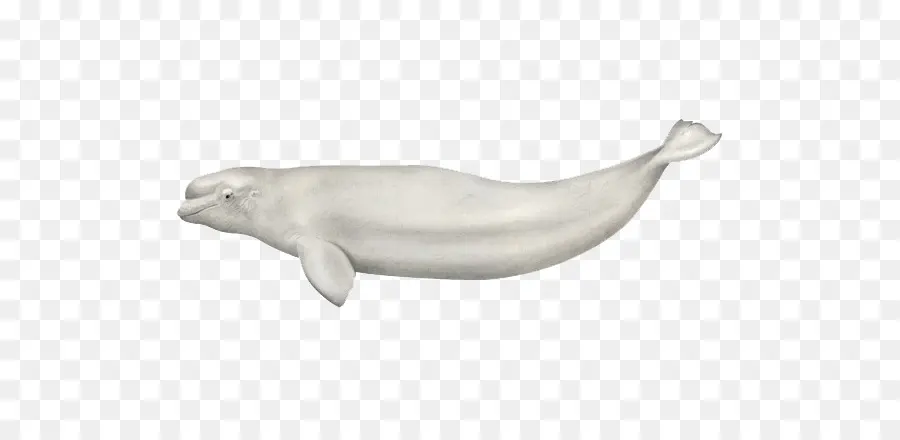 Balene Beluga in diverse pose