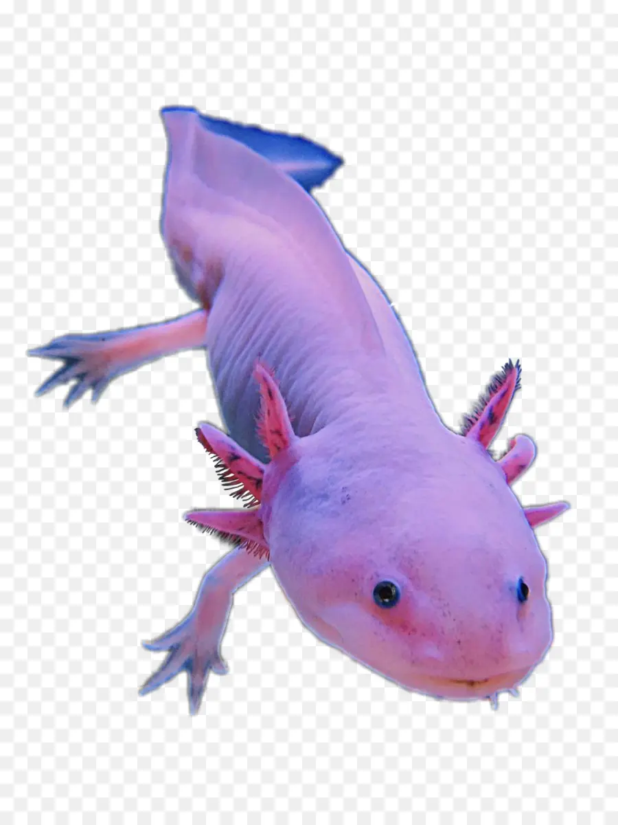 Niedlicher Axolotl im Wasser