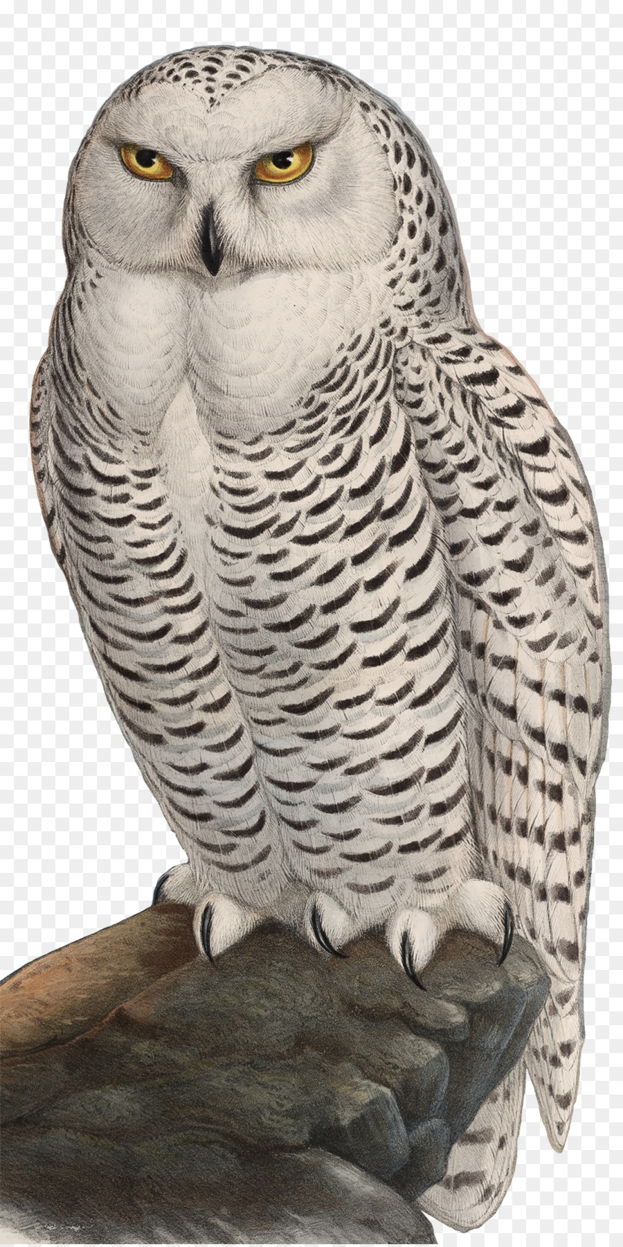 Realistic Brown Owl Bird