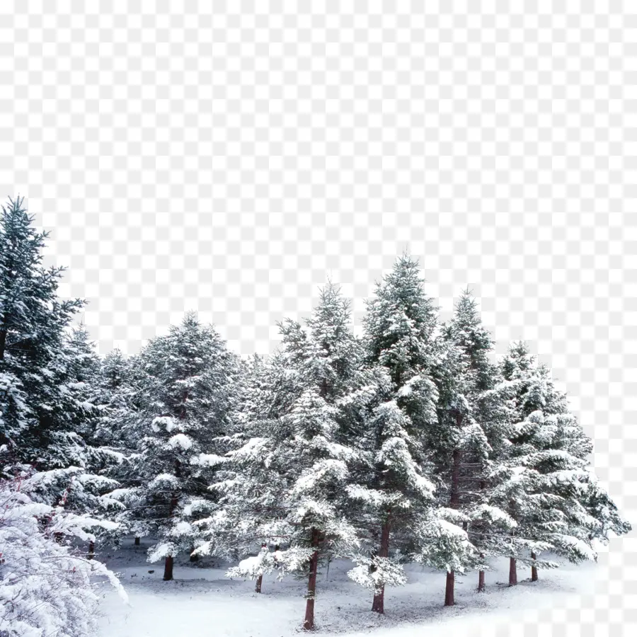 Alberi innevati in inverno