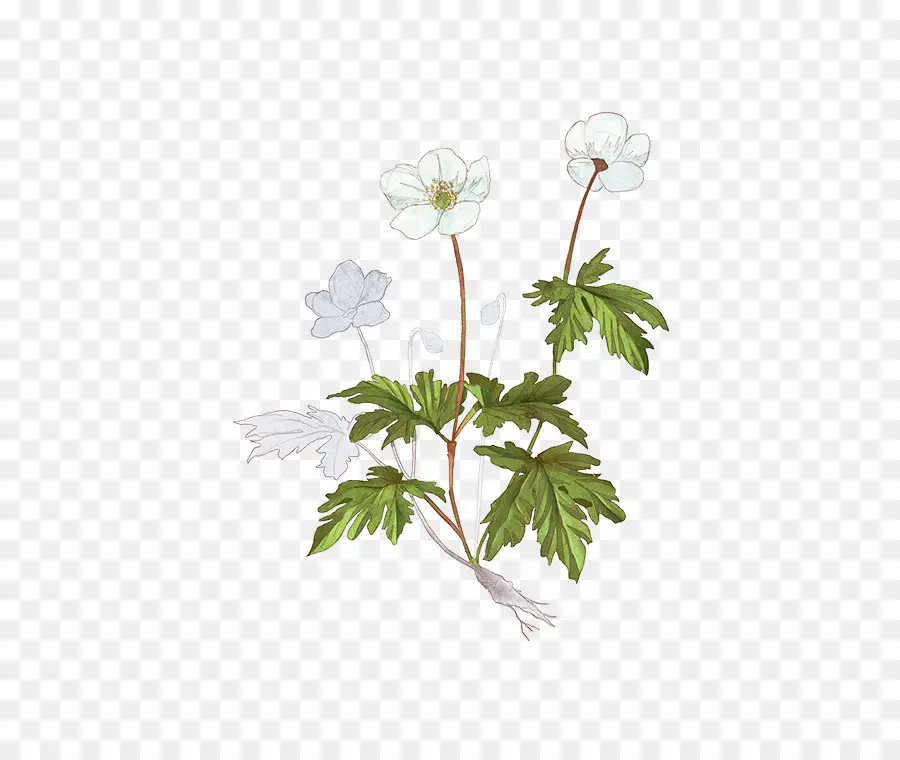 Illustration von weißen Blumen und grünen Blättern