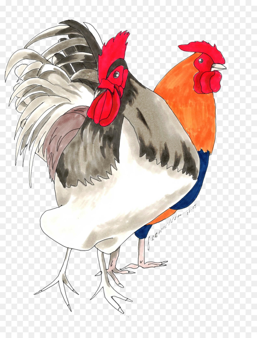 Illustrazione colorata del gallo