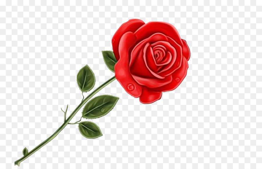 Fiore di rosa rossa