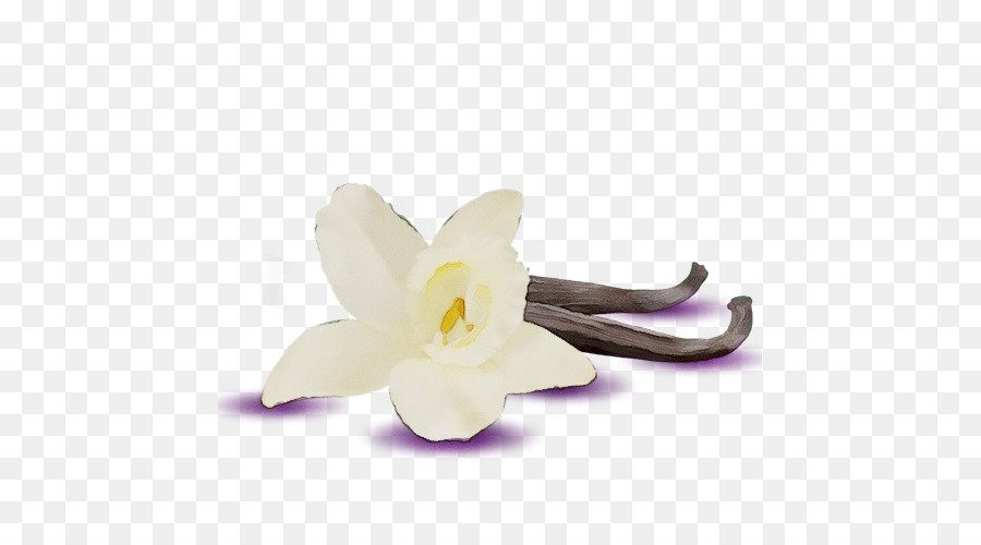 Hoa Lily trắng đẹp