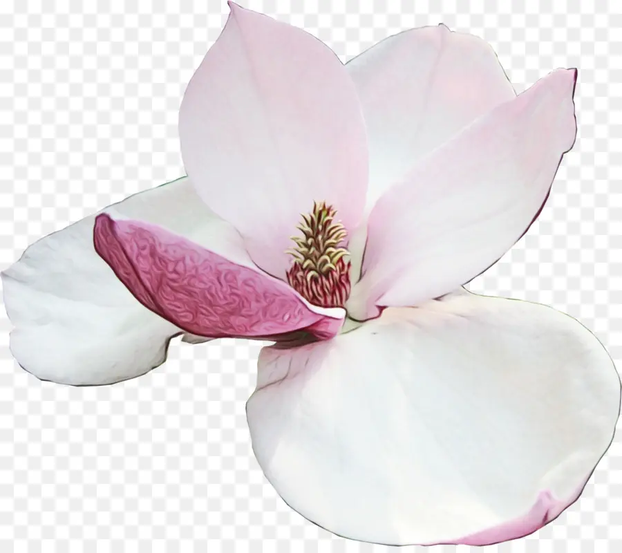 Bellissimo fiore di magnolia