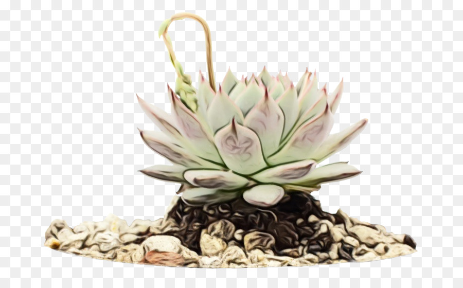 echeveria cây hoa trang trí hồ cá lọ hoa