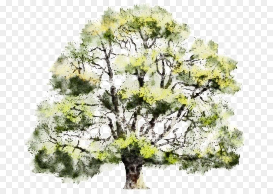 Illustrazione dell'albero verde