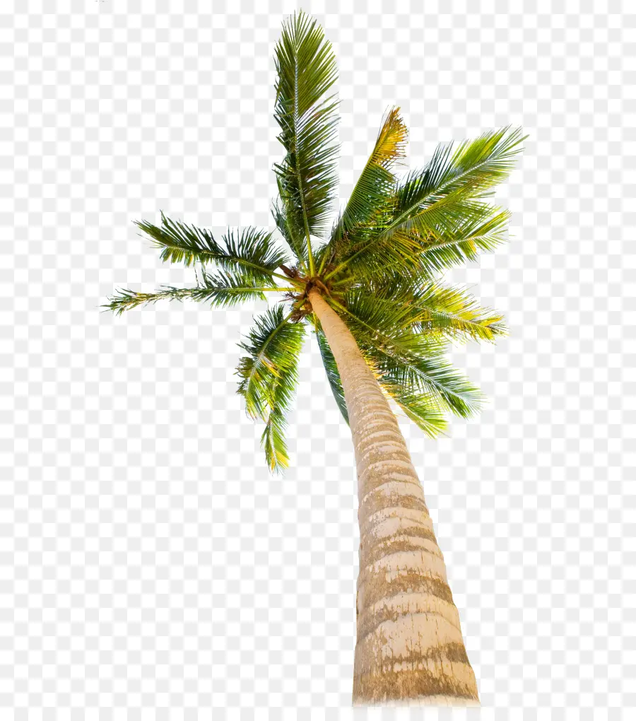 Palme tropicali per vacanze al mare