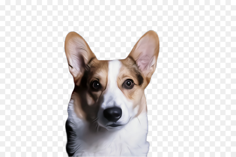 Chó Corgi dễ thương