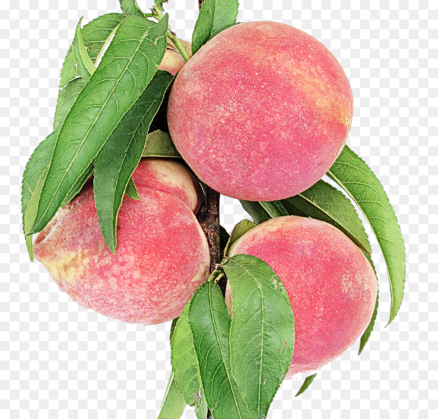 Peaches trên một nhánh