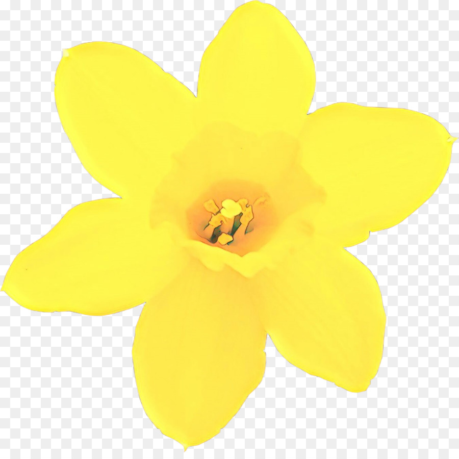 Bellissimo fiore giallo del narciso