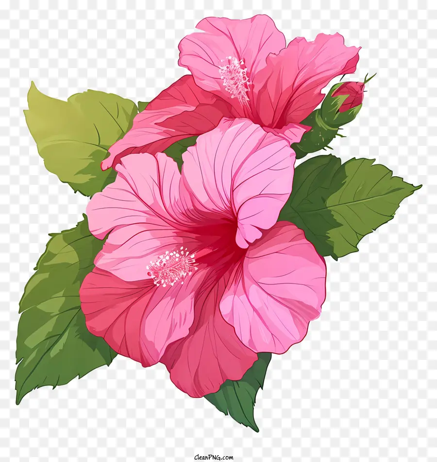 Hoa Hibiscus màu hồng với lá xanh