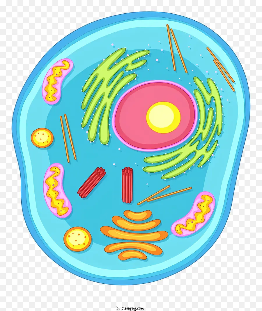 Diagramma della struttura cellulare colorata