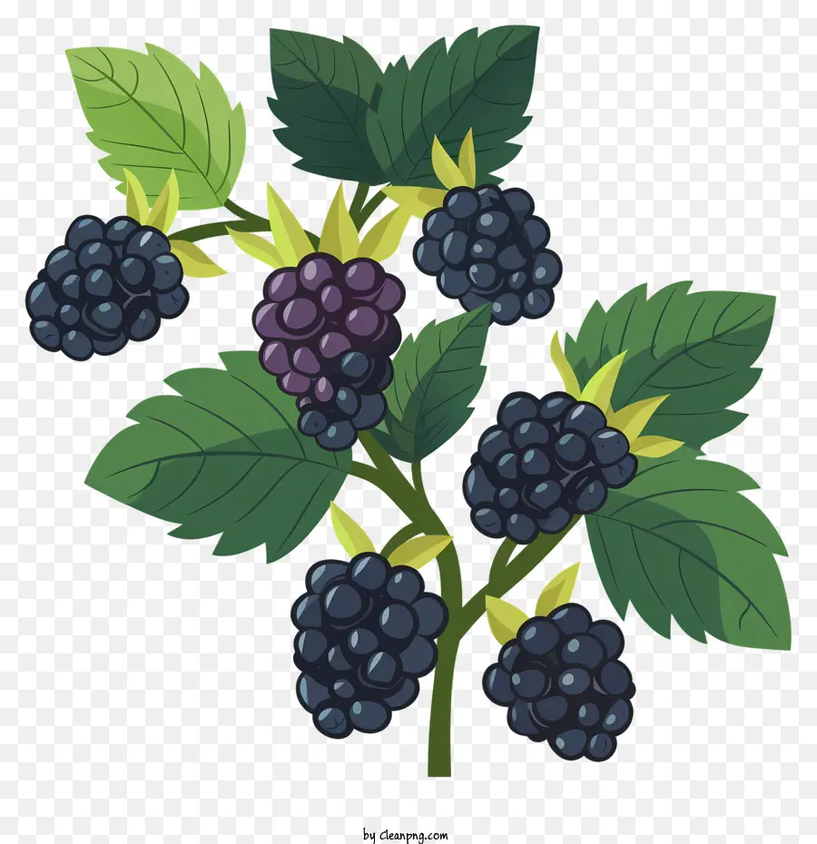 Zweig saftiger Brombeeren