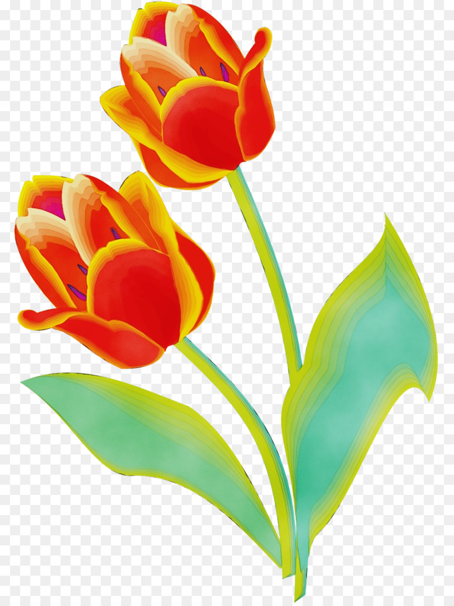 Wunderschöne gelbe Tulpen in voller Blüte