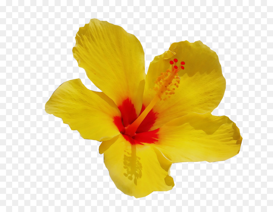 Hoa Hibiscus màu vàng sáng