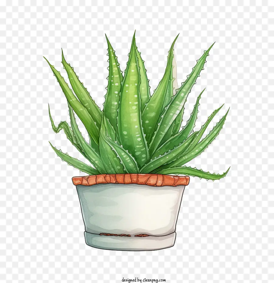 Grüne Aloe Vera in einem Topf