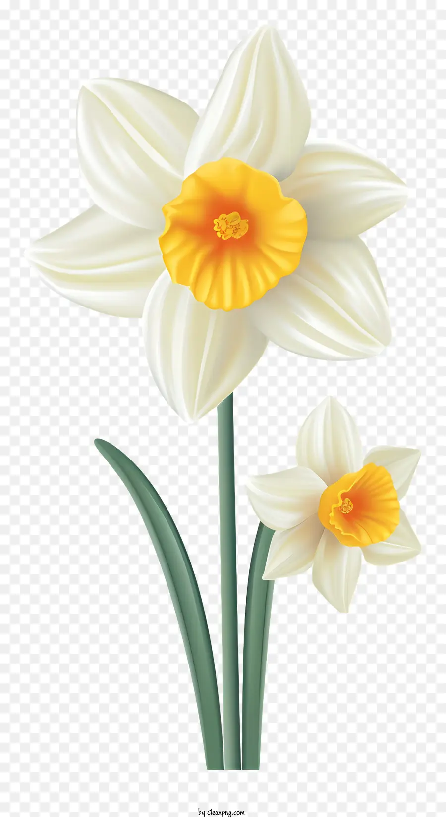 Daffodil màu vàng đẹp đang nở