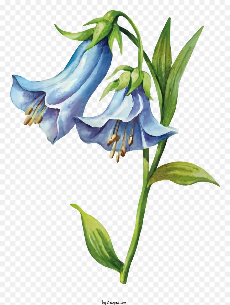 Illustrazione del fiore di campanula