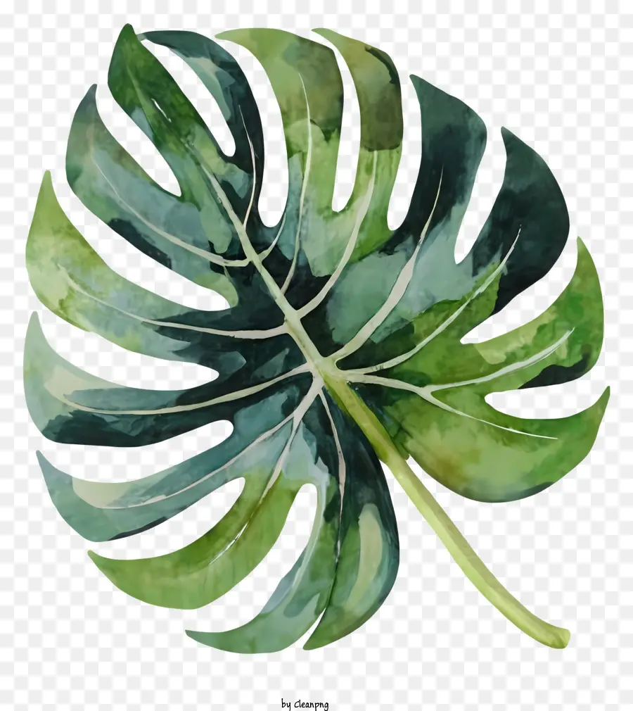 Cây Monstera với lá xanh