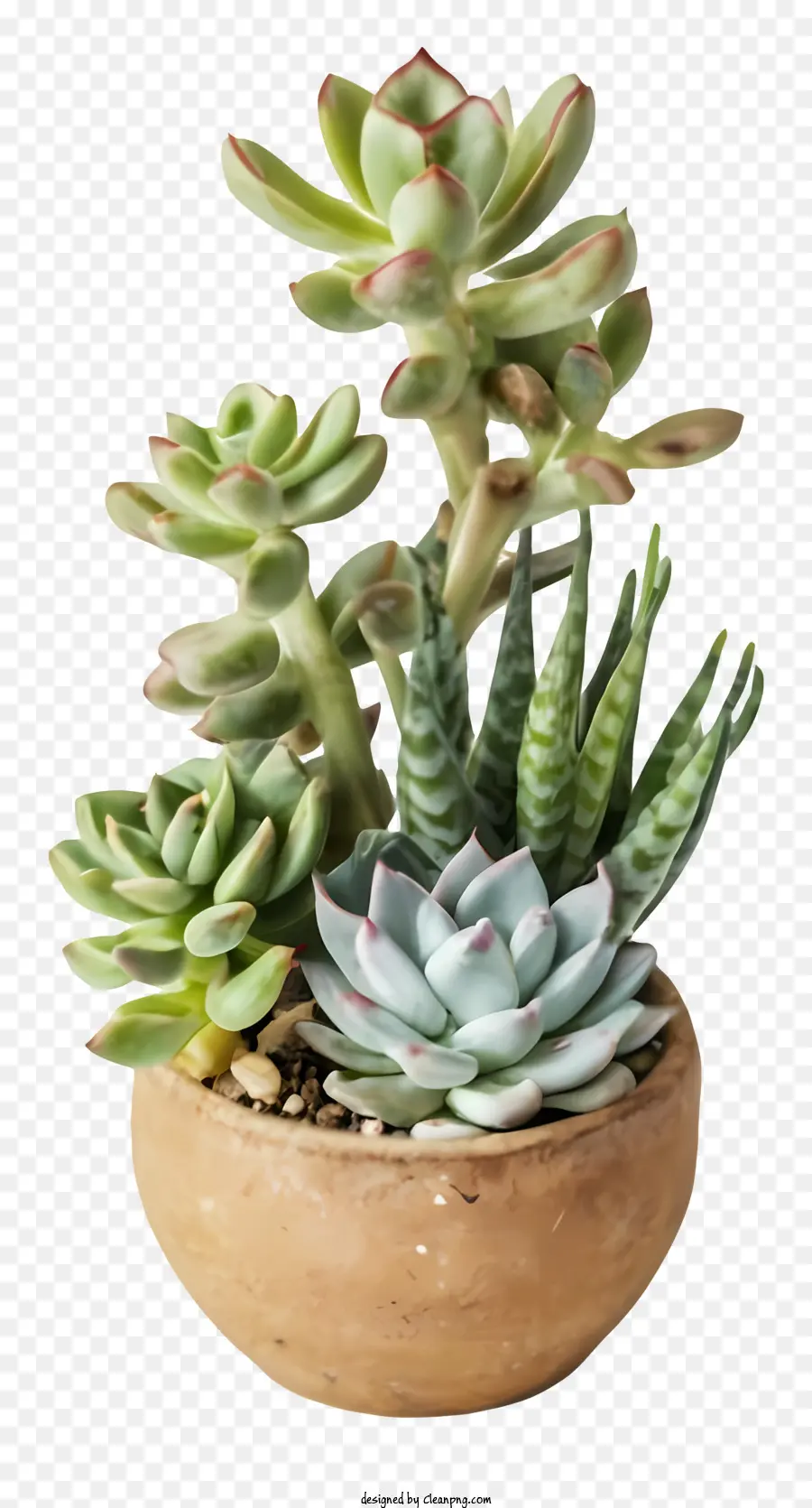 Piante succulente in vaso