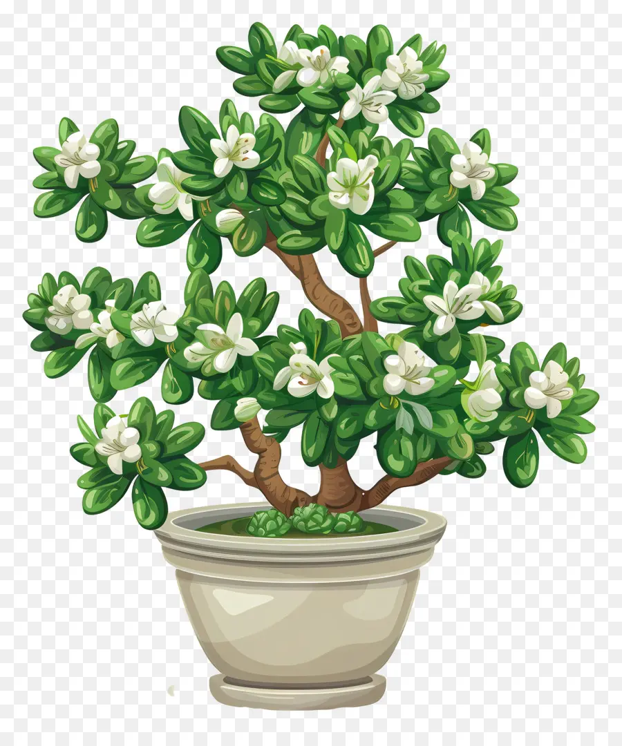 Albero dei bonsai in vaso con fiori bianchi