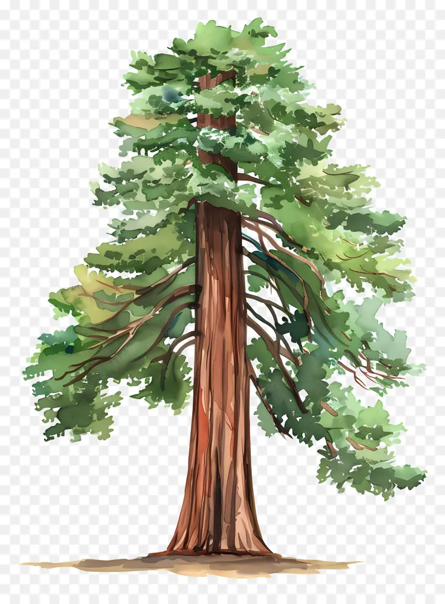 Illustrazione dell'albero della foresta alta