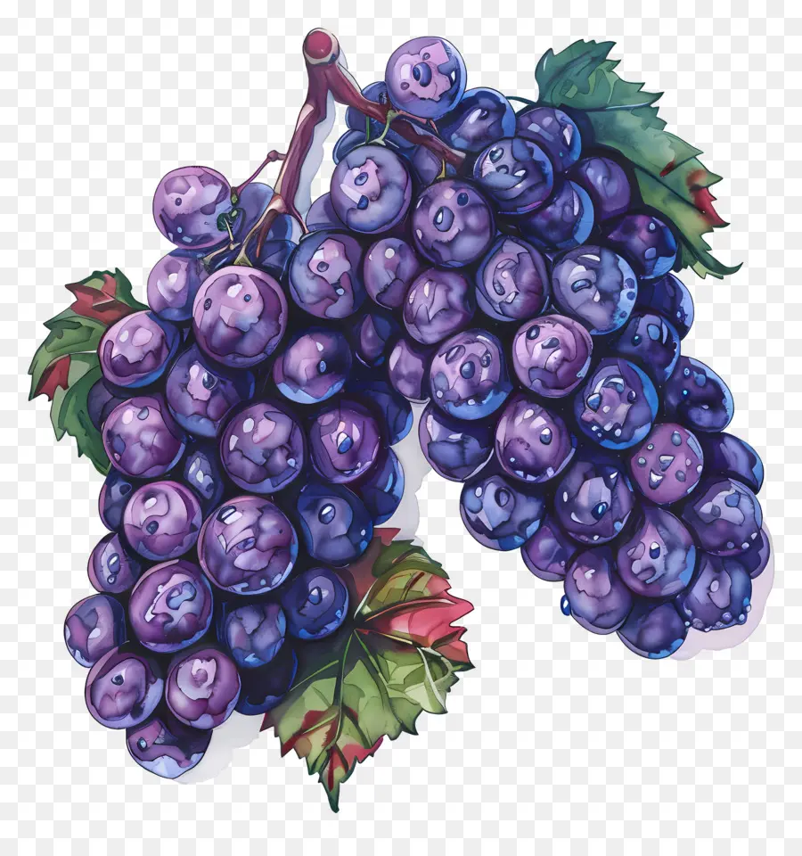 Purple Grapes Illustration