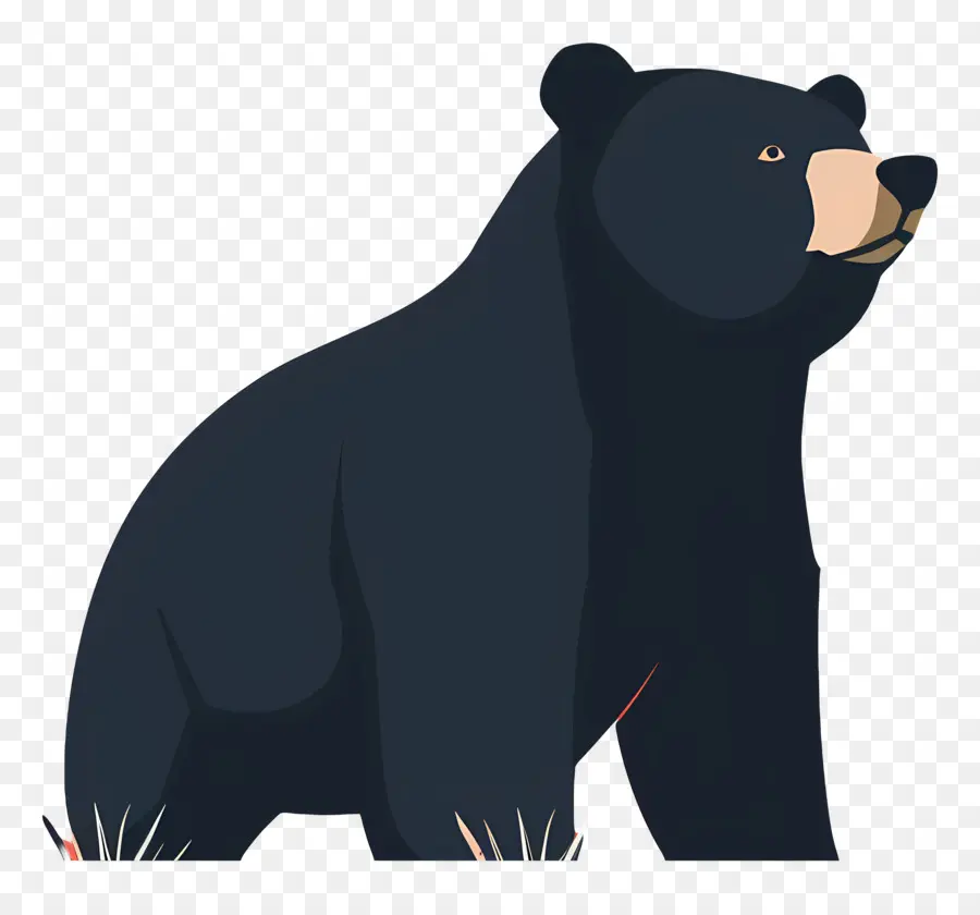 Bear Black Bear Động vật hoang dã Động vật đứng