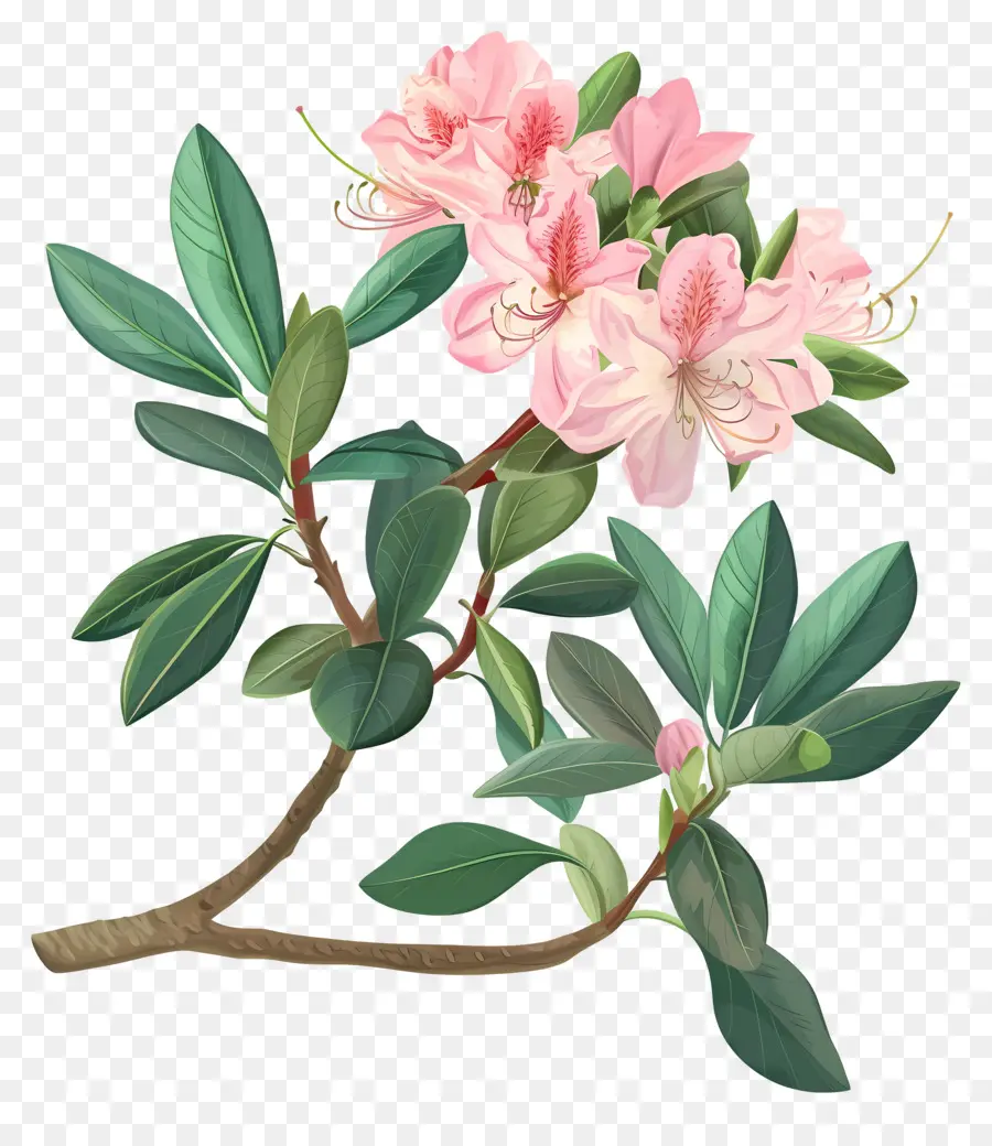 Rosa lila botanische Illustration