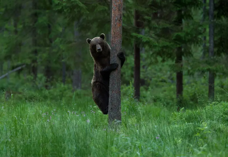 natourest bear warching in europe