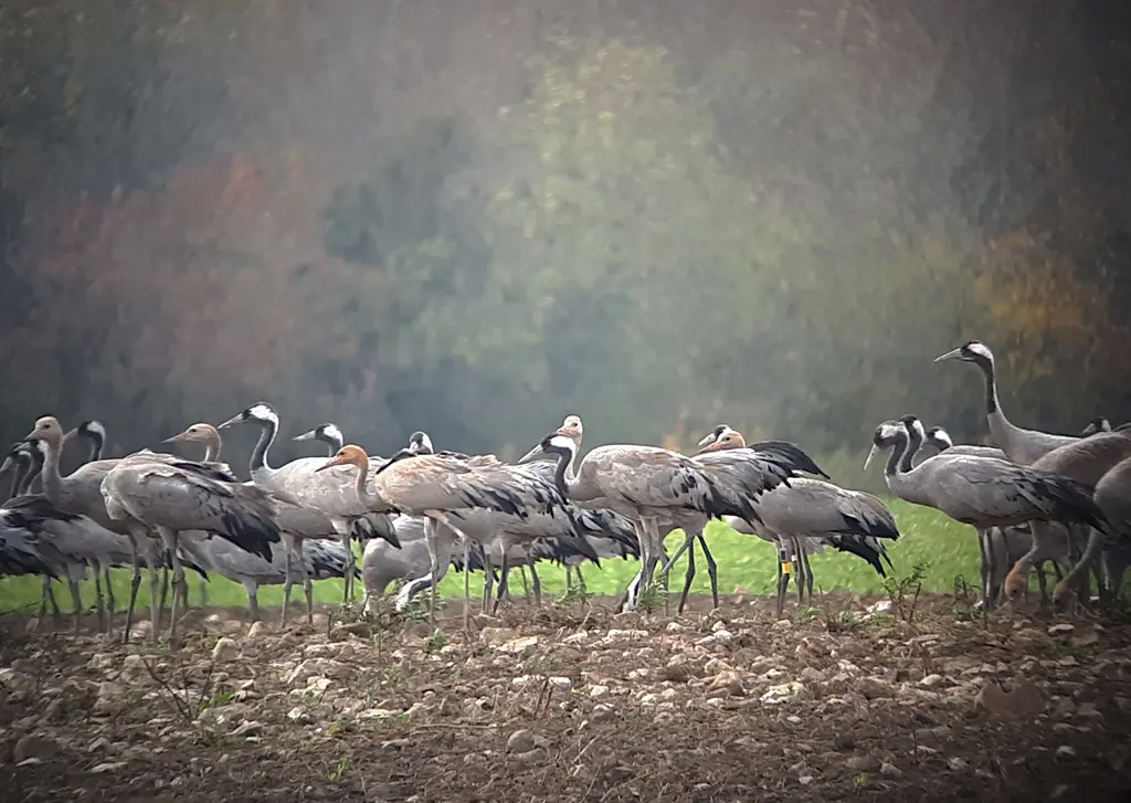 birdinghaapsalu autumn migration birdwatching haapsalu estonia va