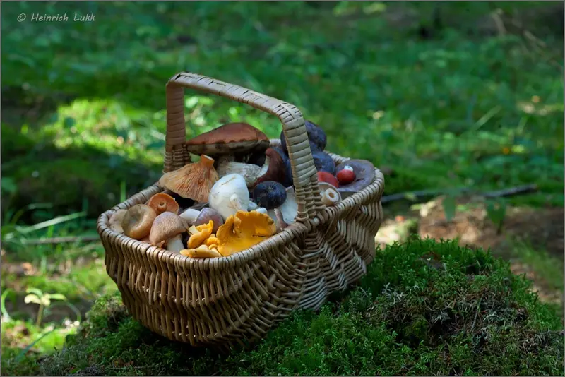 Mushrooms wild food outdoor hiking Estonia nature visit estonia l