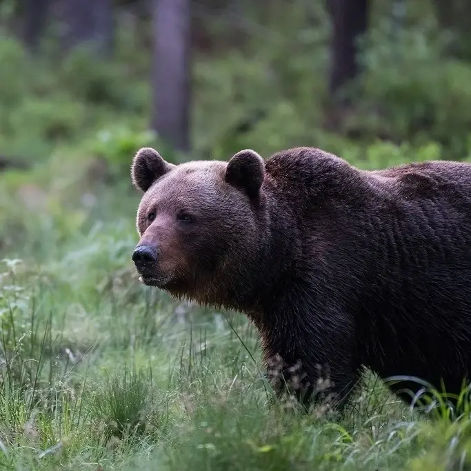 NatourEst mammalstour bear wildlife Estonia