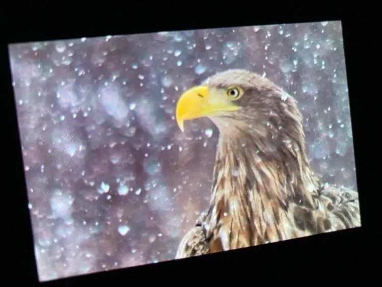 Natourest estonia birdwatching photography eagle winter hide self