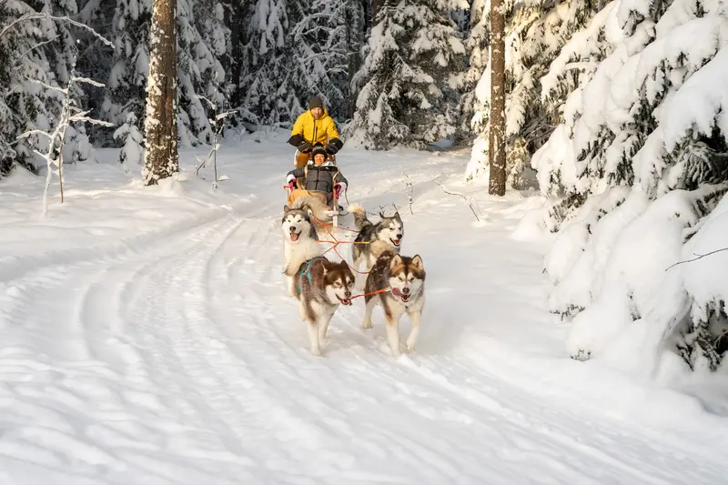 indietours sleddog ride magical lapland korvemaa