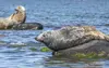 Estonia nature seals wildlife watching mati kose