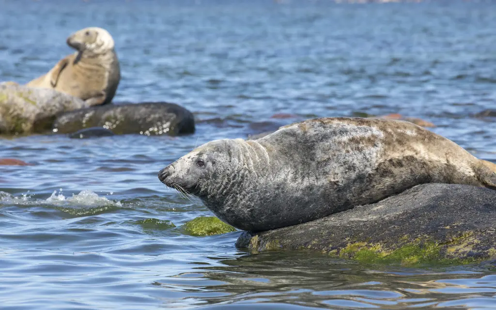 Estonia nature seals wildlife watching mati kose