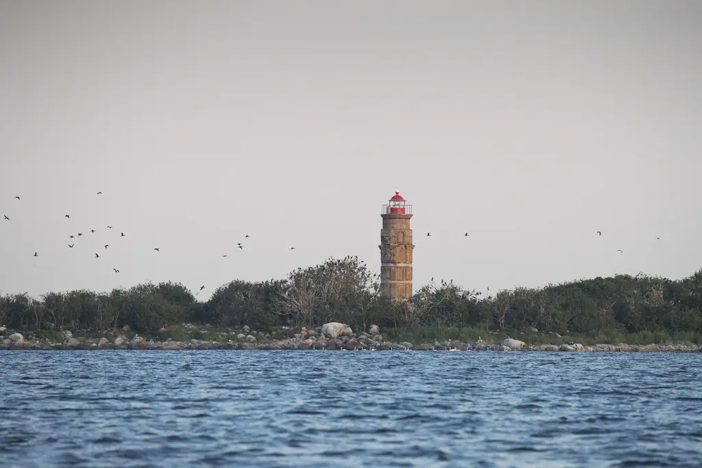 Estonia sea seals wildlife Kihnu mati kose