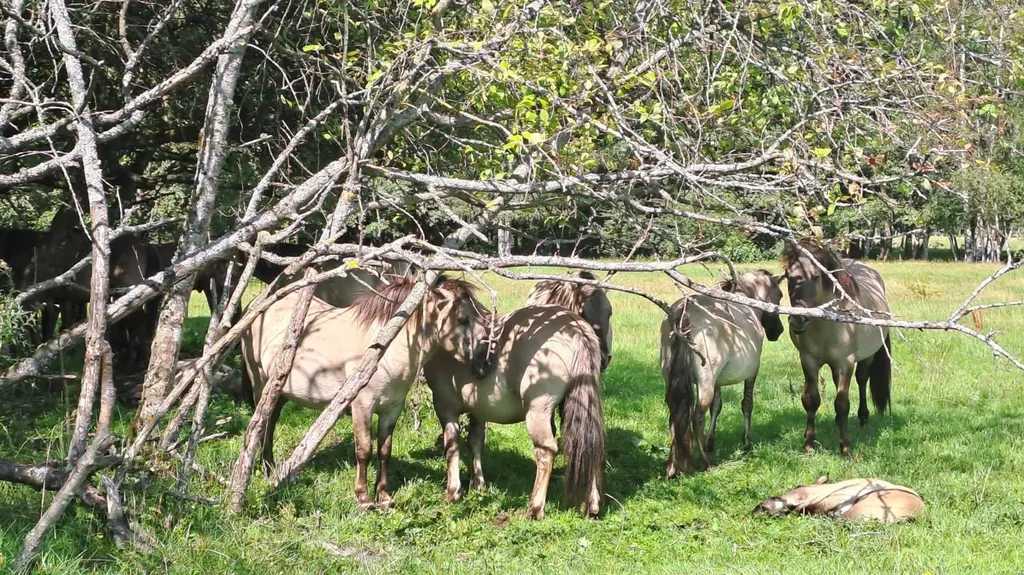 sofijas laivas pape tour wild horses 2