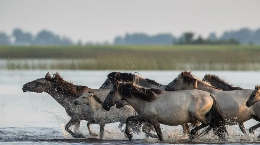 sofijas laivas pape tour wild horses