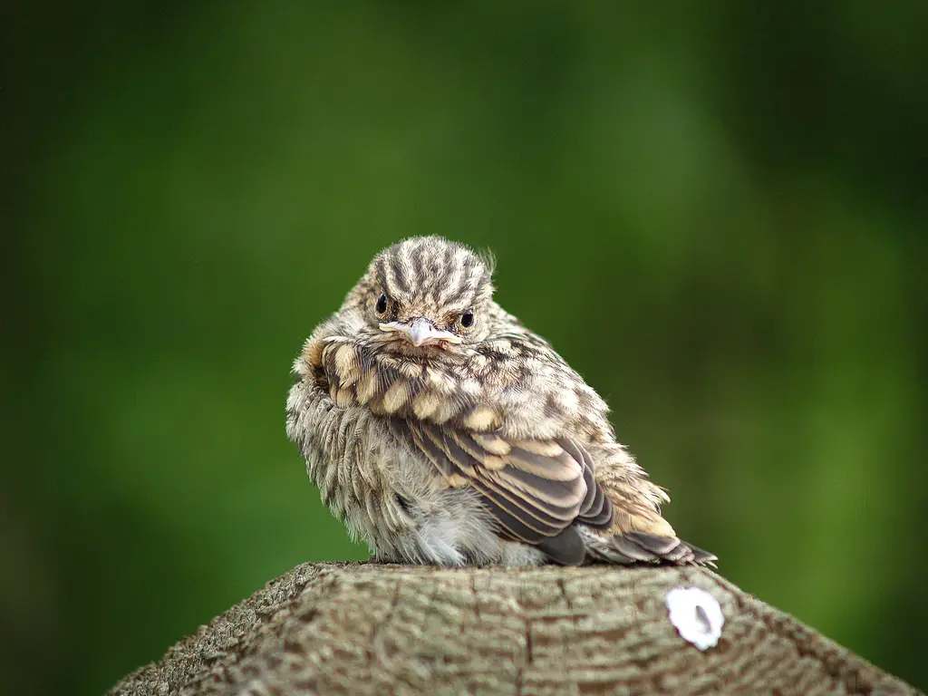 laumas nature education birds