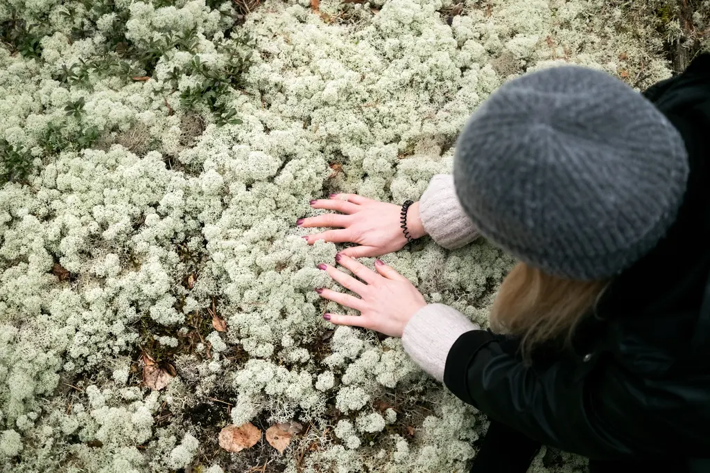 Reindeer lichen Renee Altrov Soulcamp SmallLapland VisitKorvemaa 