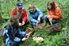 latvian mycological society mushrooming gauja national park mushr