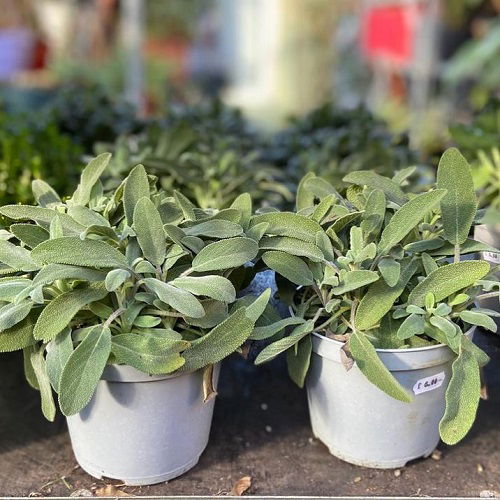 Sage Varieties to Grow in pot