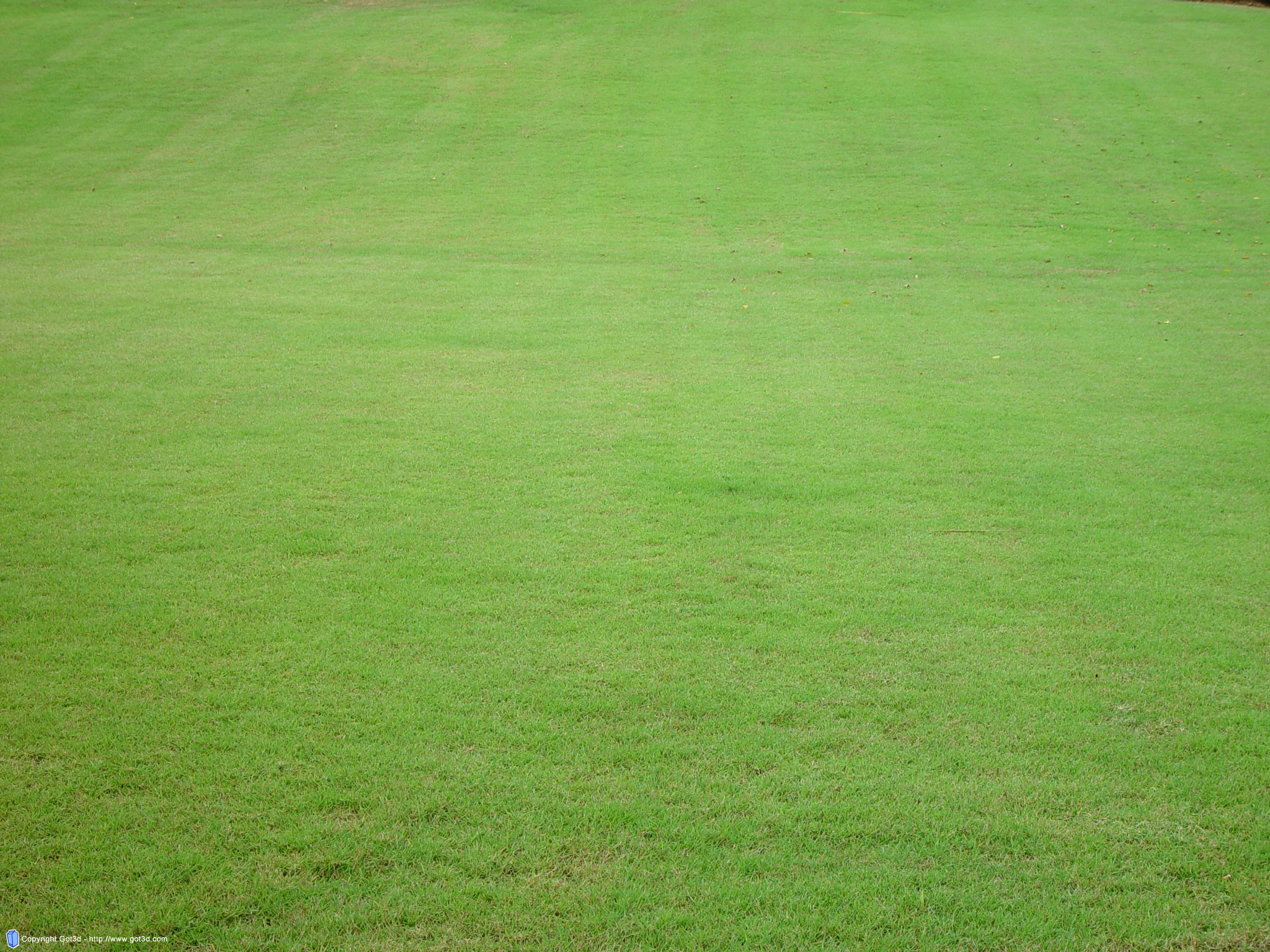 green grass, background, texture, download photo, green grass texture